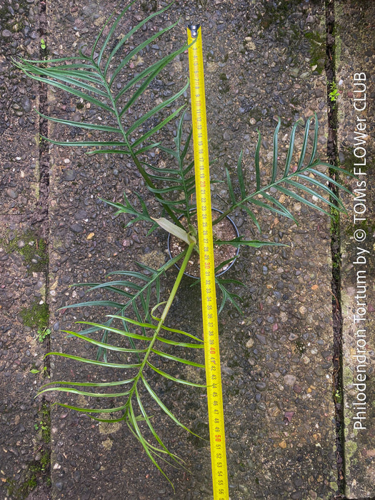 Philodendron Tortum, organically grown succulent plants for sale at TOMs FLOWer CLUB.
