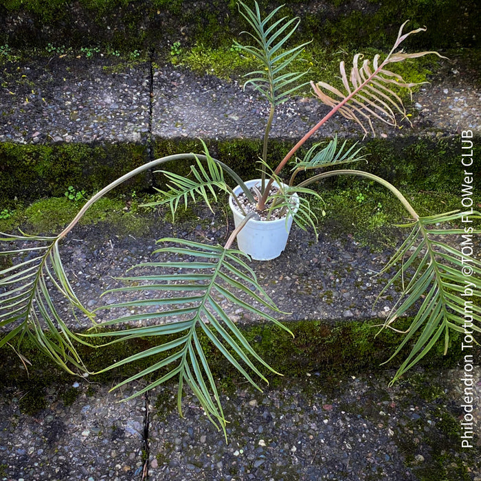 philodendron tortum uk Philodendron Tortum