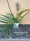 Philodendron Tortum, organically grown succulent plants for sale at TOMs FLOWer CLUB.