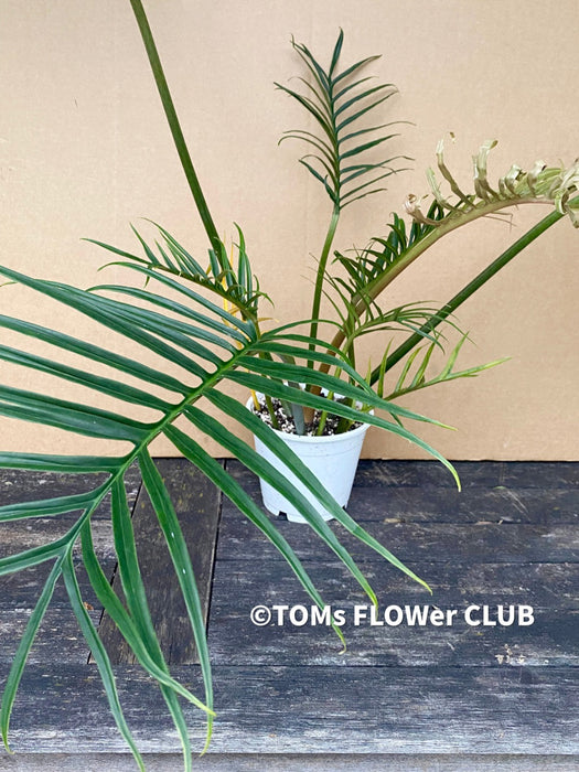 Philodendron Tortum, organically grown succulent plants for sale at TOMs FLOWer CLUB.