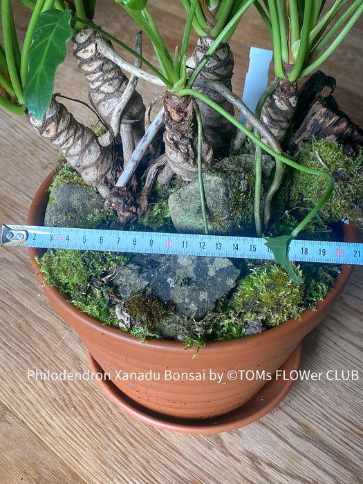 philodendron xanadu trunk Philodendron Xanadu Bonsai Trunks