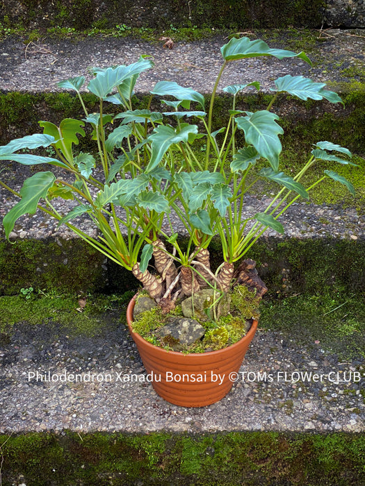 philodendron xanadu trunk Philodendron Xanadu Bonsai Trunks