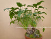 Philodendron Xanadu, Bonsai tree, Bonsai form, Bonsai pot, trunk, organically grown tropical plants for sale at TOMs FLOWer CLUB