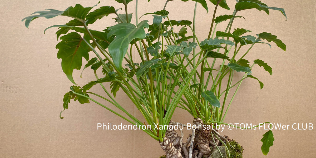 Philodendron Xanadu Bonsai Trunks