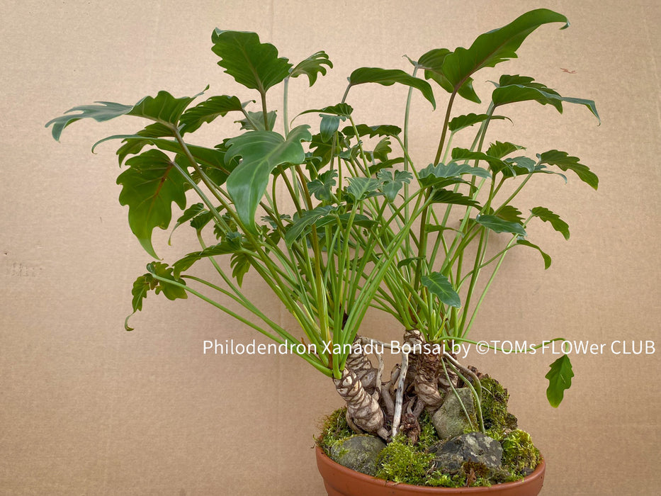 philodendron xanadu stem Philodendron Xanadu Bonsai Trunks