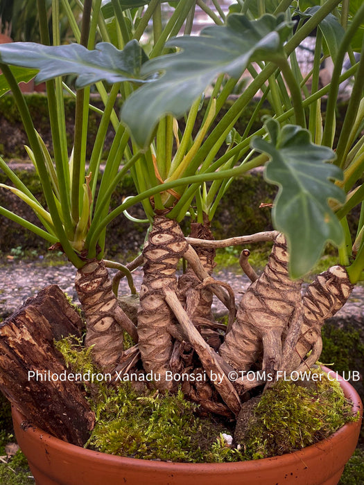 philodendron bonsai Philodendron Xanadu Bonsai Trunks