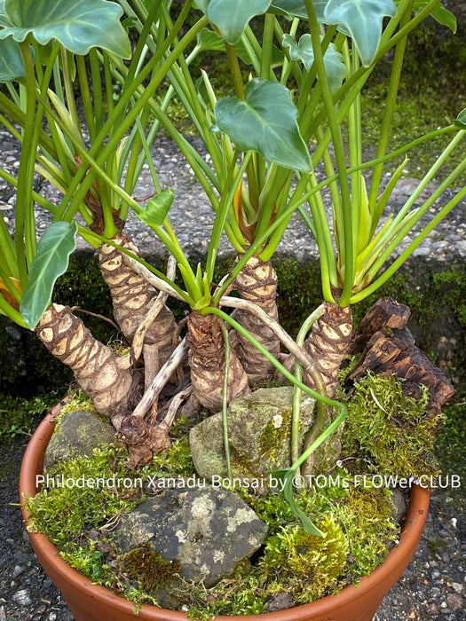 philodendron xanadu trunk Philodendron Xanadu Bonsai Trunks