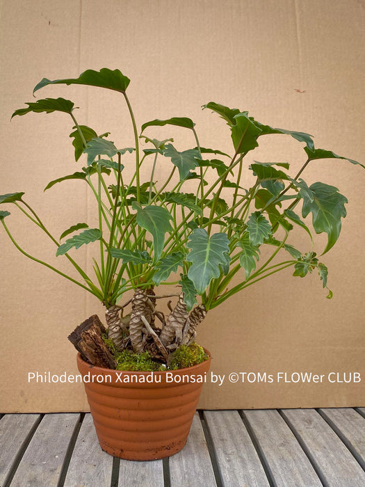 Philodendron Xanadu, Bonsai tree, Bonsai form, Bonsai pot, trunk, organically grown tropical plants for sale at TOMs FLOWer CLUB