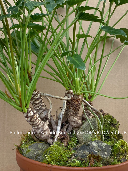 philodendron xanadu tree Philodendron Xanadu Bonsai Trunks