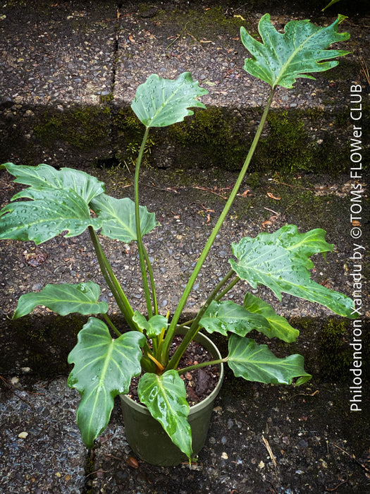 philodendron xanadu for sale Philodendron Xanadu