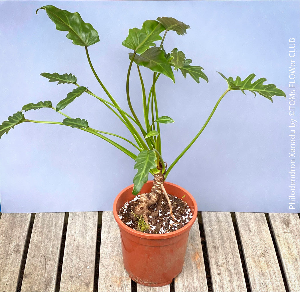 philodendron xanadu flower Philodendron Xanadu