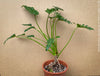 Philodendron Xanadu, organically grown succulent plants for sale at TOMsFLOWer CLUB.