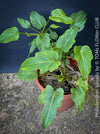 Philodendron Xanadu, organically grown succulent plants for sale at TOMs FLOWer CLUB.