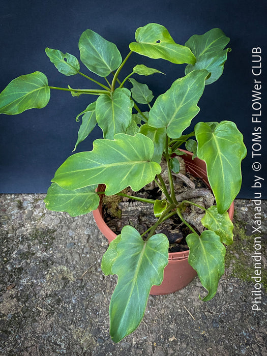 Philodendron Xanadu, organically grown succulent plants for sale at TOMs FLOWer CLUB.