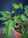 Philodendron Xanadu, organically grown succulent plants for sale at TOMs FLOWer CLUB.