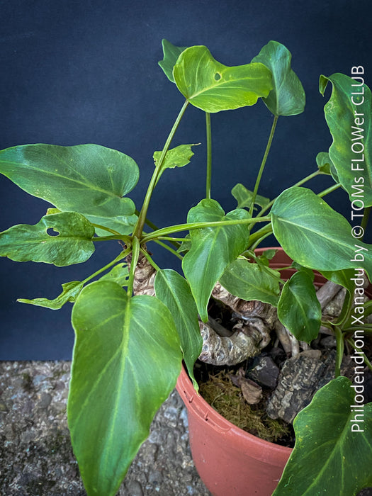 Philodendron Xanadu, organically grown succulent plants for sale at TOMs FLOWer CLUB.