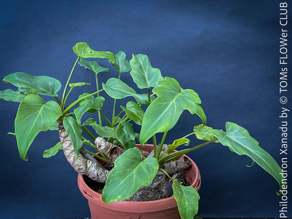 Philodendron Xanadu, organically grown succulent plants for sale at TOMs FLOWer CLUB.