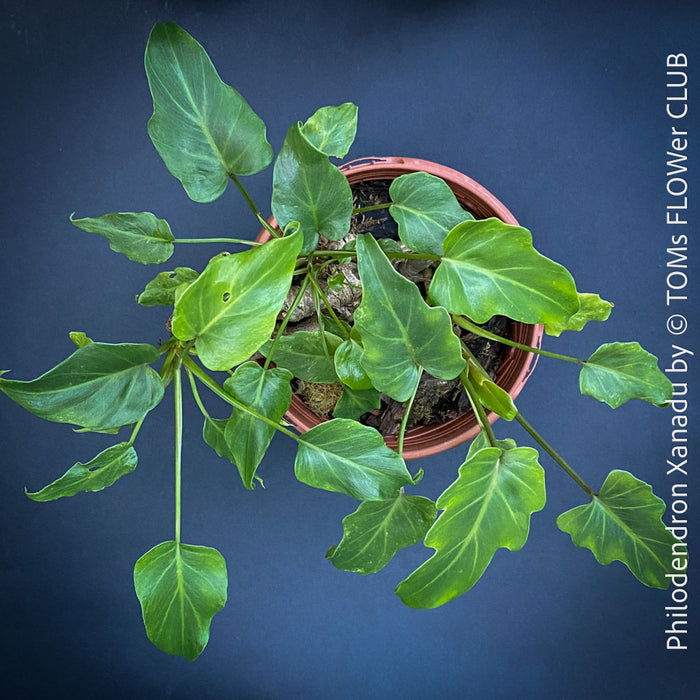 Philodendron Xanadu, organically grown succulent plants for sale at TOMs FLOWer CLUB.