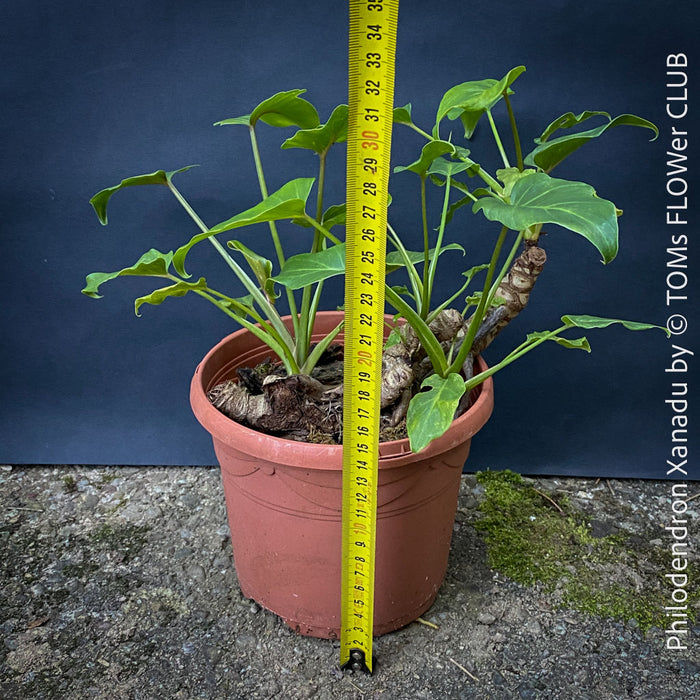 Philodendron Xanadu, organically grown succulent plants for sale at TOMs FLOWer CLUB.