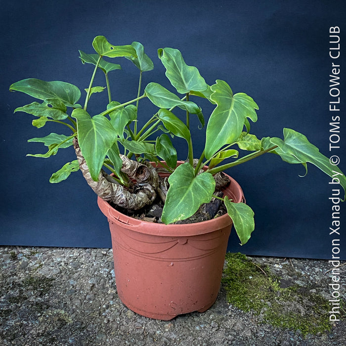 Philodendron Xanadu, organically grown succulent plants for sale at TOMs FLOWer CLUB.