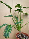 Philodendron Xanadu, organically grown succulent plants for sale at TOMsFLOWer CLUB.