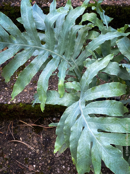 Phlebodium Aureum Blue Star Fern, organically grown tropical plants for sale at TOMsFLOWer CLUB.