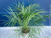 Phoenix Roebelenii, Dwarf Date Palm, Pygmy Date Palm, organically grown plants for sale at TOMs FLOWer CLUB.