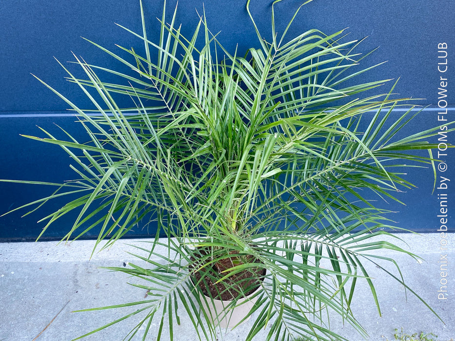 Phoenix Roebelenii, Dwarf Date Palm, Pygmy Date Palm, organically grown plants for sale at TOMs FLOWer CLUB.