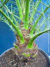 Phoenix Roebelenii, Dwarf Date Palm, Pygmy Date Palm, organically grown plants for sale at TOMs FLOWer CLUB.