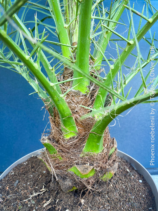 Phoenix Roebelenii, Dwarf Date Palm, Pygmy Date Palm, organically grown plants for sale at TOMs FLOWer CLUB.