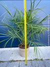 Phoenix Roebelenii, Dwarf Date Palm, Pygmy Date Palm, organically grown plants for sale at TOMs FLOWer CLUB.