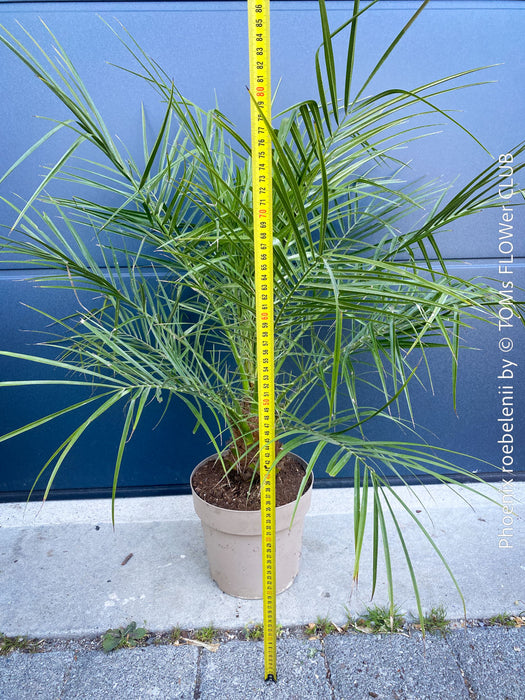 Phoenix Roebelenii, Dwarf Date Palm, Pygmy Date Palm, organically grown plants for sale at TOMs FLOWer CLUB.