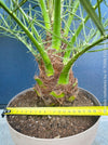 Phoenix Roebelenii, Dwarf Date Palm, Pygmy Date Palm, organically grown plants for sale at TOMs FLOWer CLUB.