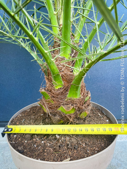 Phoenix Roebelenii, Dwarf Date Palm, Pygmy Date Palm, organically grown plants for sale at TOMs FLOWer CLUB.