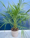 Phoenix Roebelenii, Dwarf Date Palm, Pygmy Date Palm, organically grown plants for sale at TOMs FLOWer CLUB.