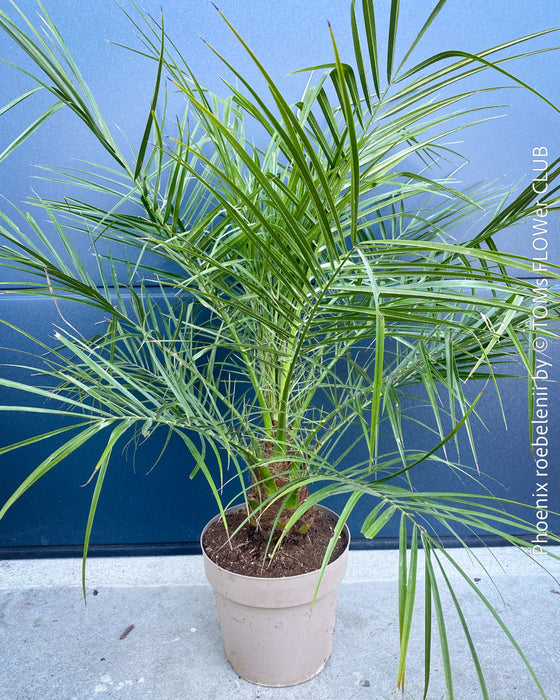 Phoenix Roebelenii, Dwarf Date Palm, Pygmy Date Palm, organically grown plants for sale at TOMs FLOWer CLUB.