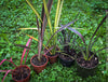 Phormium Rainbow Sunrise, Phormium Maori Sunrise, Clump-forming perennial, hardy New Zealand Flax, organically grown tropical plants for sale at TOMs FLOWer CLUB
