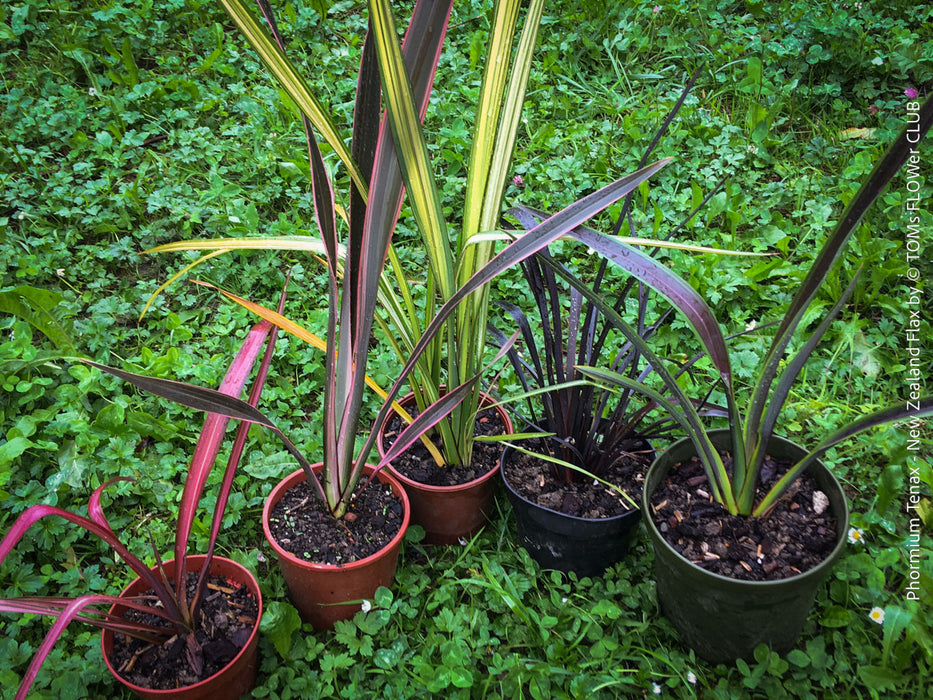 Phormium Rainbow Sunrise, Phormium Maori Sunrise, Clump-forming perennial, hardy New Zealand Flax, organically grown tropical plants for sale at TOMs FLOWer CLUB