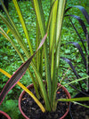 Phormium Rainbow Sunrise, Phormium Maori Sunrise, Clump-forming perennial, hardy New Zealand Flax, organically grown tropical plants for sale at TOMs FLOWer CLUB