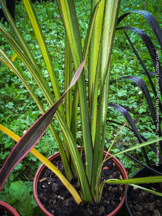 Phormium Rainbow Sunrise, Phormium Maori Sunrise, Clump-forming perennial, hardy New Zealand Flax, organically grown tropical plants for sale at TOMs FLOWer CLUB