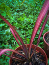 Phormium Tenax Evening Glow, Maori Sunrise, Clump-forming perennial, hardy New Zealand Flax, organically grown tropical plants for sale at TOMs FLOWer CLUB