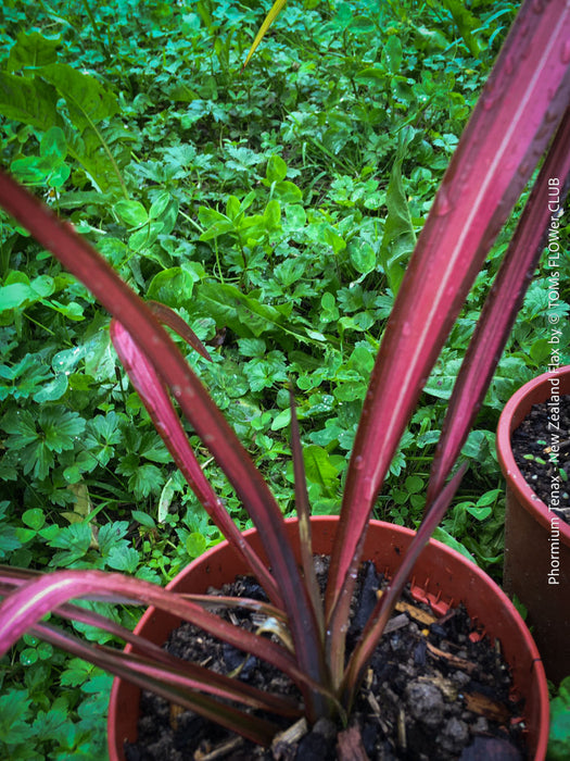 Phormium Tenax Evening Glow, Maori Sunrise, Clump-forming perennial, hardy New Zealand Flax, organically grown tropical plants for sale at TOMs FLOWer CLUB
