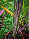 Phormium Rainbow Sunrise, Phormium Maori Sunrise, Clump-forming perennial, hardy New Zealand Flax, organically grown tropical plants for sale at TOMs FLOWer CLUB