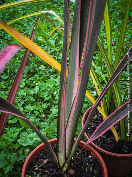 Phormium Rainbow Sunrise, Phormium Maori Sunrise, Clump-forming perennial, hardy New Zealand Flax, organically grown tropical plants for sale at TOMs FLOWer CLUB