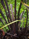 Phormium Tenax Black Rage, Phormium tenax black, Phormium Maori Sunrise, Clump-forming perennial, hardy New Zealand Flax, organically grown tropical plants for sale at TOMs FLOWer CLUB