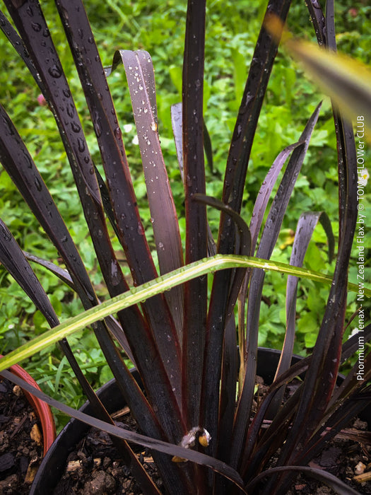 Phormium Tenax Black Rage, Phormium tenax black, Phormium Maori Sunrise, Clump-forming perennial, hardy New Zealand Flax, organically grown tropical plants for sale at TOMs FLOWer CLUB