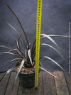 Phormium Tenax Black Rage, Phormium Rainbow Sunrise, Phormium Maori Sunrise, Clump-forming perennial, hardy New Zealand Flax, organically grown tropical plants for sale at TOMs FLOWer CLUB