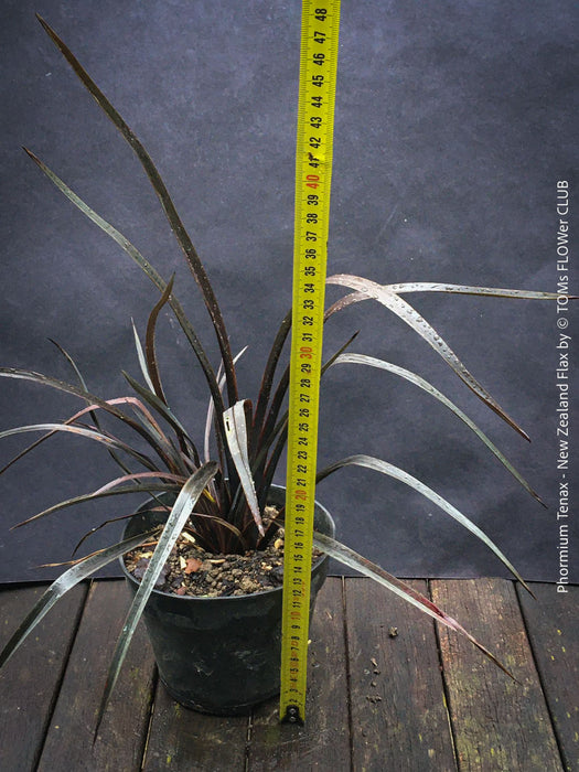 Phormium Tenax Black Rage, Phormium Rainbow Sunrise, Phormium Maori Sunrise, Clump-forming perennial, hardy New Zealand Flax, organically grown tropical plants for sale at TOMs FLOWer CLUB