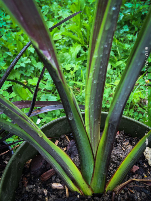 Phormium Tenax Tom Thumb, Phormium Maori Sunrise, Clump-forming perennial, hardy New Zealand Flax, organically grown tropical plants for sale at TOMs FLOWer CLUB