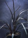Phormium Tenax Black Rage, Phormium Rainbow Sunrise, Phormium Maori Sunrise, Clump-forming perennial, hardy New Zealand Flax, organically grown tropical plants for sale at TOMs FLOWer CLUB